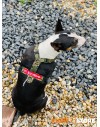 Alpha Industries Dog Harness