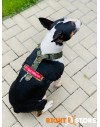 Alpha Industries Dog Harness